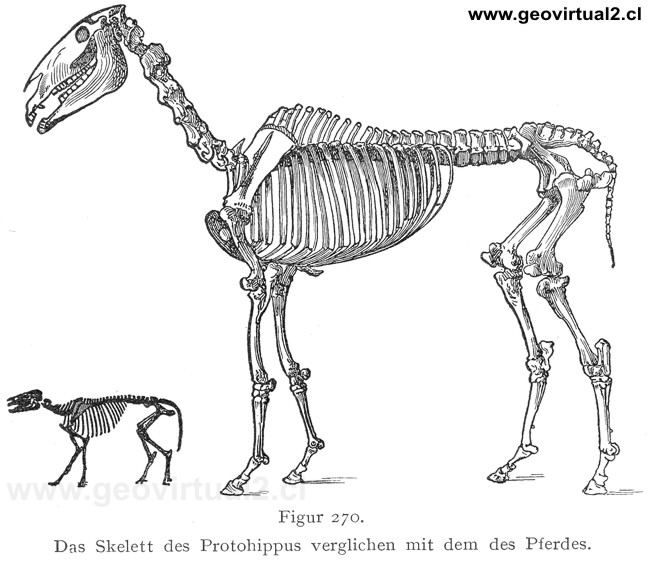 Protohippus
