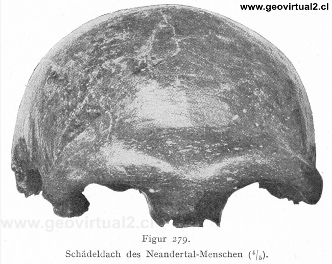 Neandertal - ser humano, homo neandertaliensis