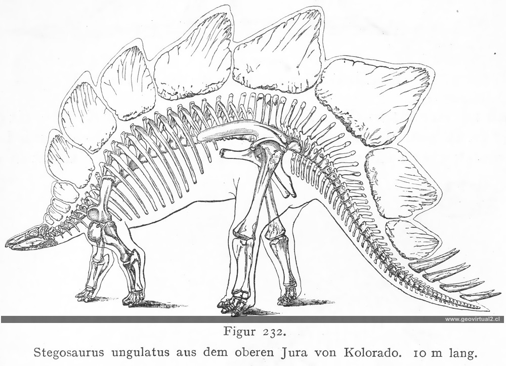 Stegosaurus