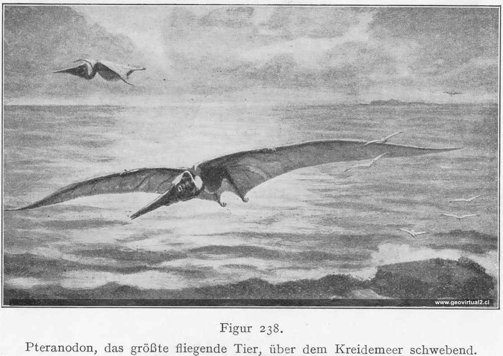 Pteranodon