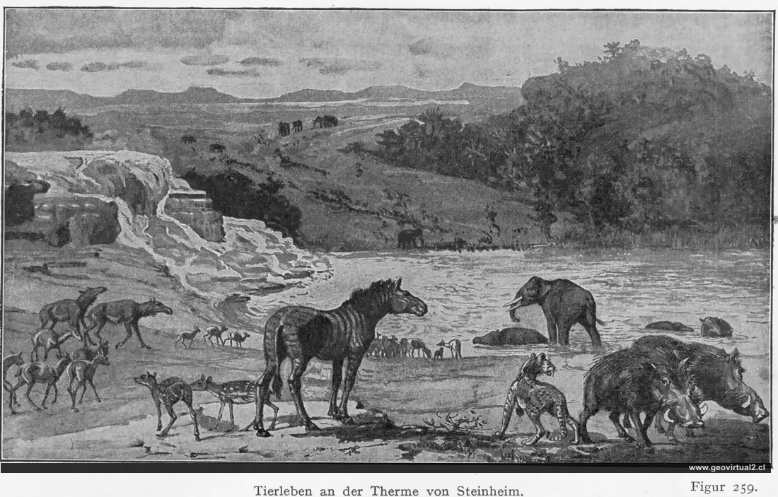 Steinheim, terciario de Walther