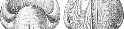 pic gasteropodo