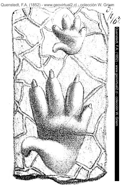 Chirotherium barthii (Quenstedt, 1852)