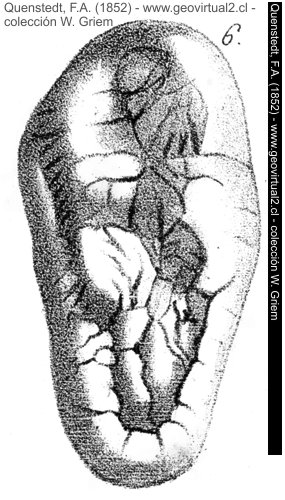 Molar de un Ursus spelaeus - Quenstedt, 1852