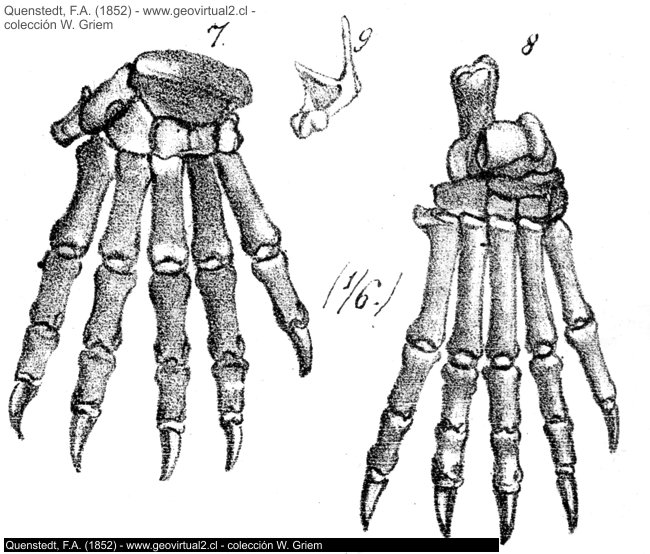 Patas de un ursus spelaeus - Quenstedt, 1852