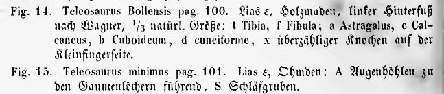 Texto del Teleosaurus