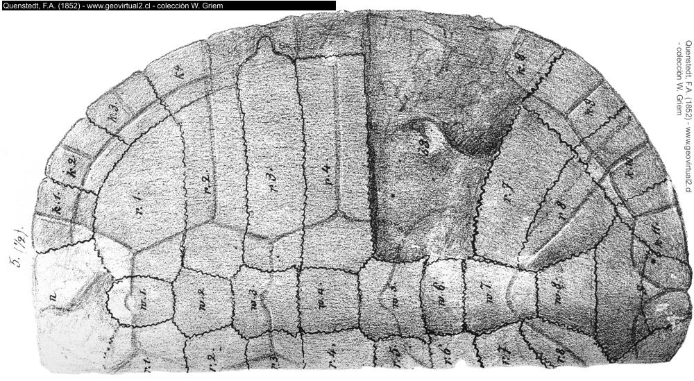 Tortuga palaeochelys de Quenstedt, 1852