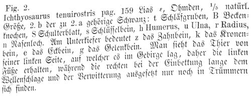 Texto ichthyosaurus