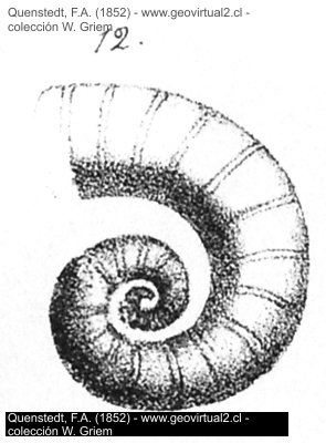 Spirula peronii