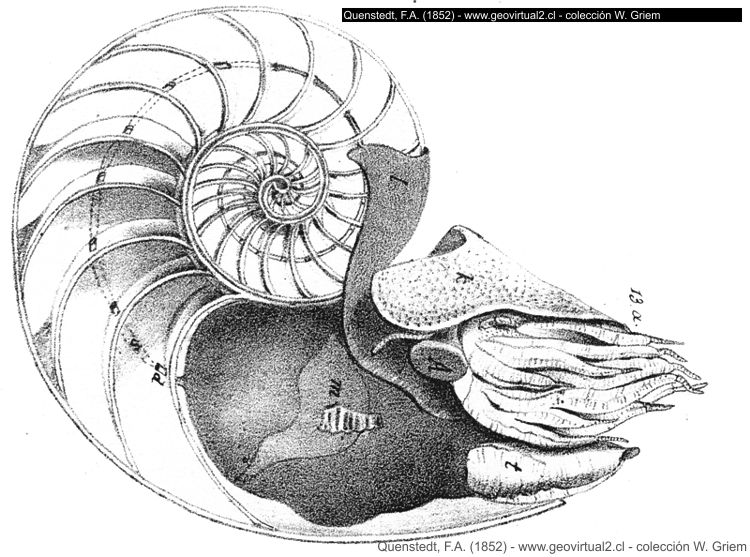 Nautilus de Quenstedt