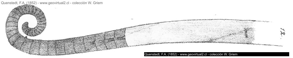 Lituites lituus de Quensted, 1852