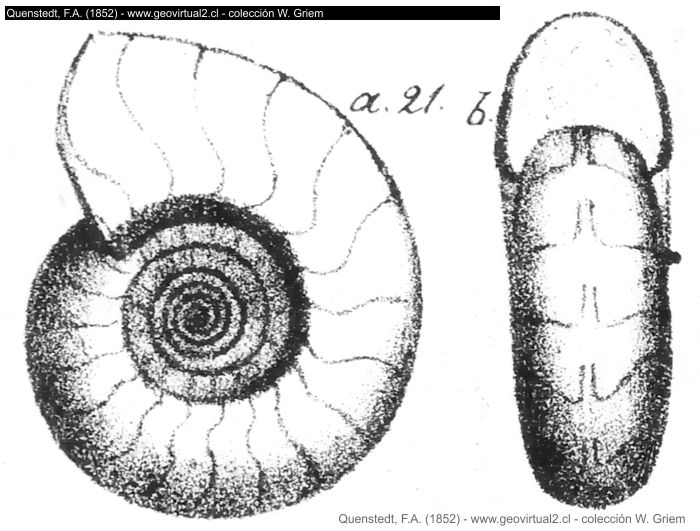 Werneroceras de Quenstedt (Goniatites subnautilinus)