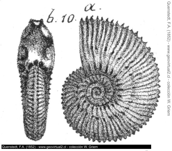 Kosmoceras jason de Quenstedt, 1862