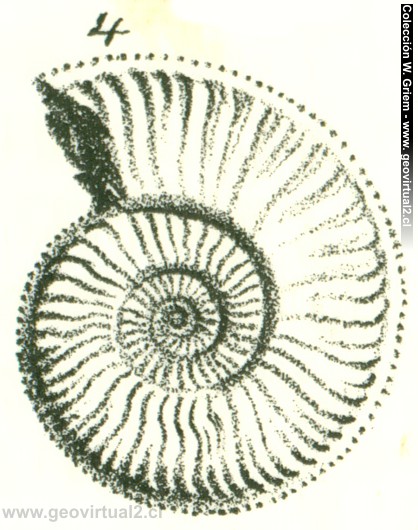 Amoeboceras alterans de Quenstedt 1852