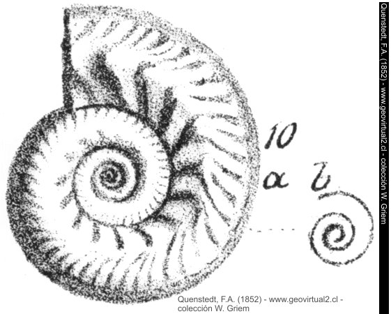 Hecticoceras hecticum de Quenstedt, 1862