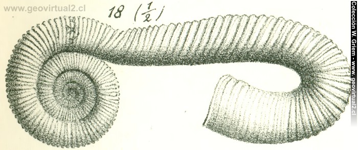 Scaphites ivanii de Quenstedt 1852