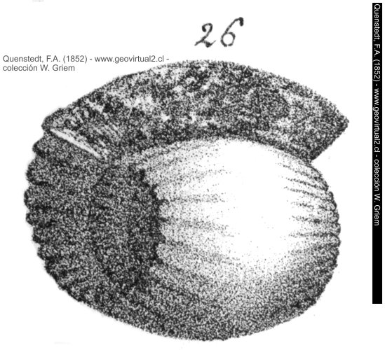Ammonite anceps o actual: Reineckei anceps