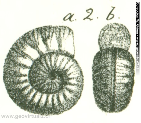 Bullatimorphites