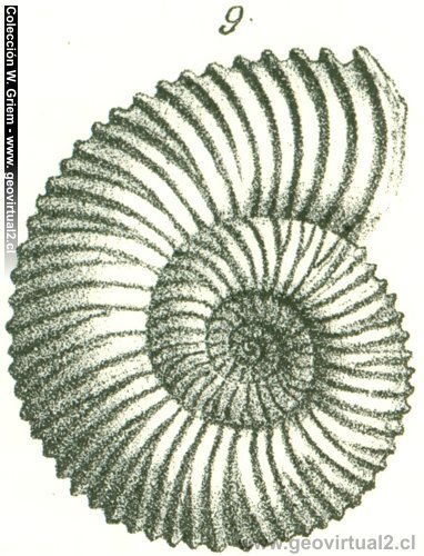 Peltoceras de Quenstedt 1852