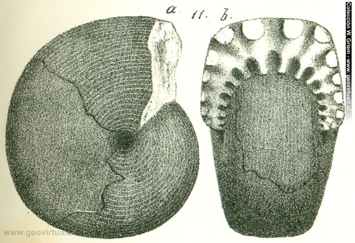 Cladiscites ammmonite: Quenstedt 1852