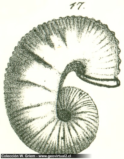 Quenstedt: Scaphites aequalis