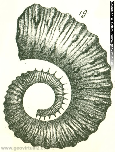 Crioceras de Quenstedt