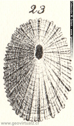 Fissurella graeca de Quenstedt