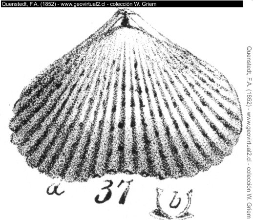 Terebratula spinoza