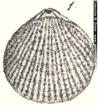 Terebratula prisca de Quenstedt