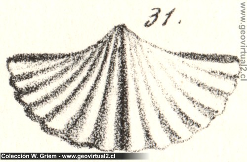 Spirifera, Spiriferina fragilis