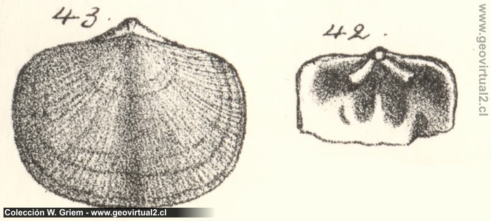 Orthis testudinaria