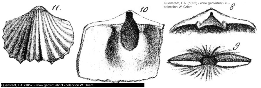 Orthis lynx de Quenstedt, 1852