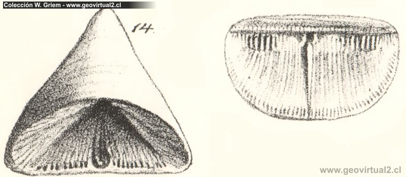 Quenstedt: Calceola sandalina