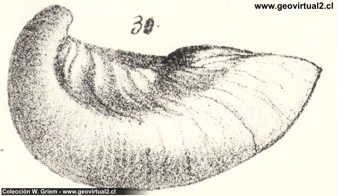 Gryphaea calceola - Quenstedt 1852