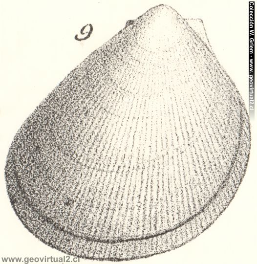 Friedrich Quenstedt: Plagiostoma Giganteum