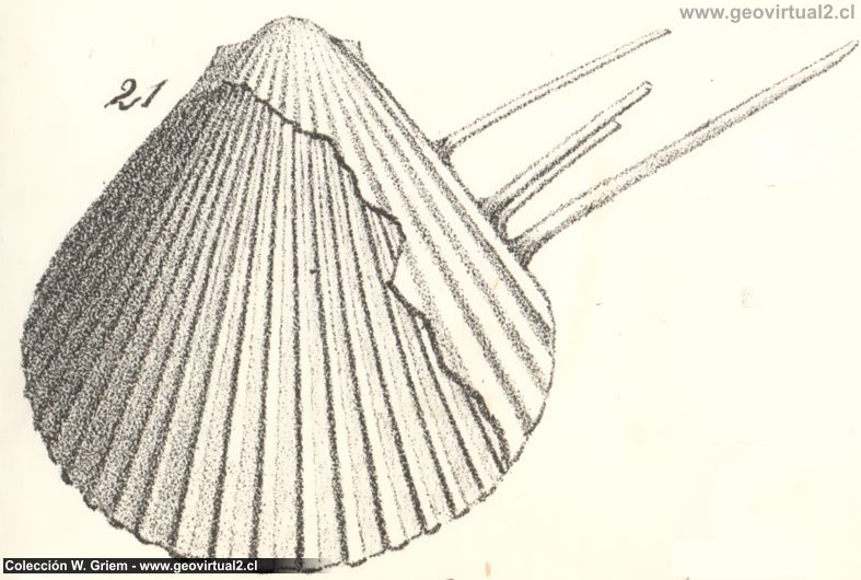 Quenstedt: Plagiostoma spinosum