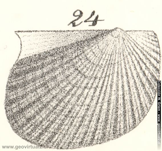 Monotis salinaria: Friedrich Quenstedt