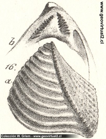 Trigonia costata (Quenstedt)