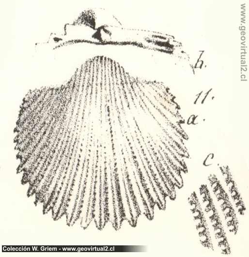 cardium porulosum