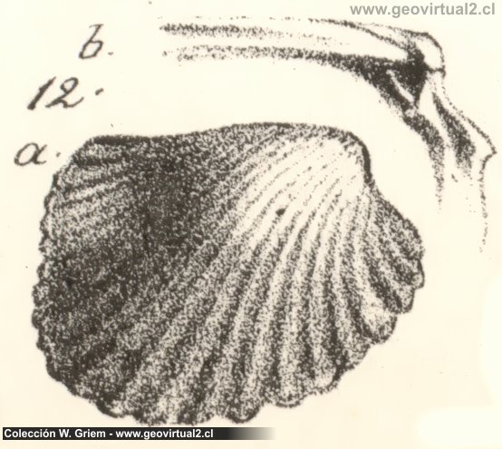 Cardita crenata de Quenstedt