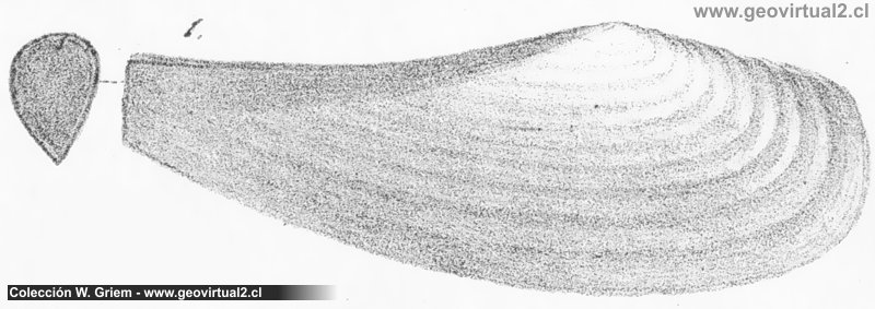 Sanguinolaria undulata de Quenstedt
