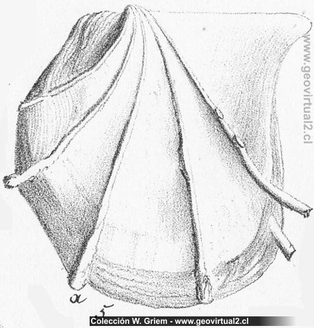 Avicula cygnipes (2) de Quenstedt