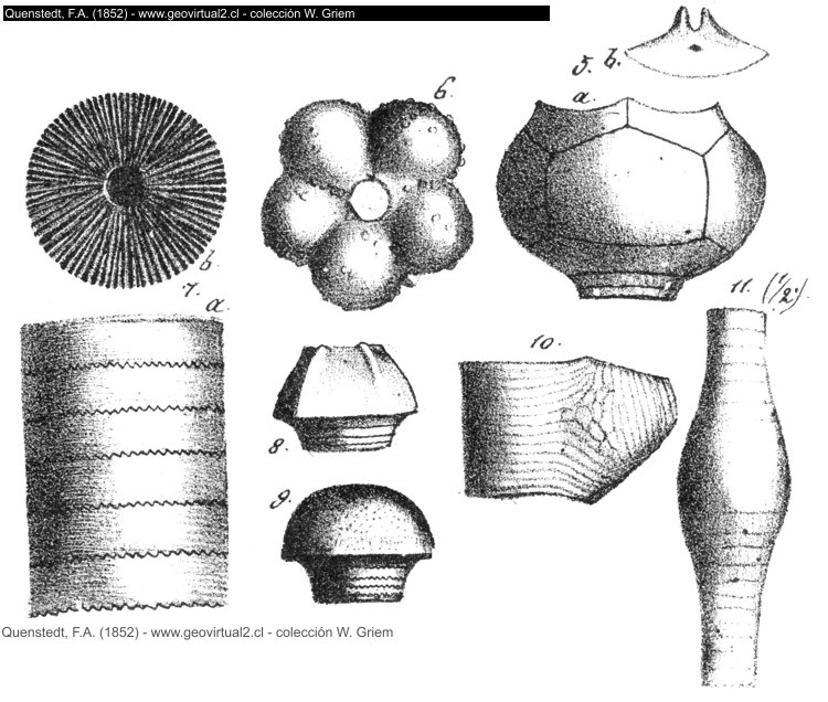 Apiocrinites de Quenstedt