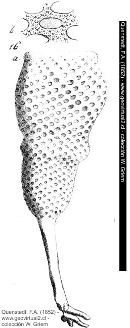 Ventriculites angustatus de Quenstedt