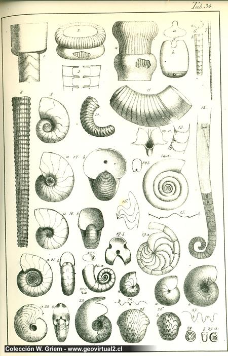 Handbuch der petrefaktenkunde Quenstedt