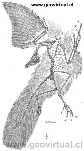 Archaeopteryx