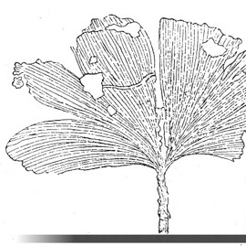 Gingko de Neumayr