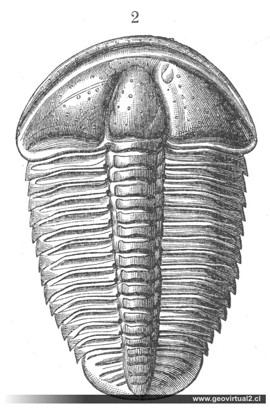 Trilobite del cambrico