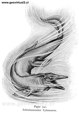 Tylosaurus, Mosasaurus del cretácico superior