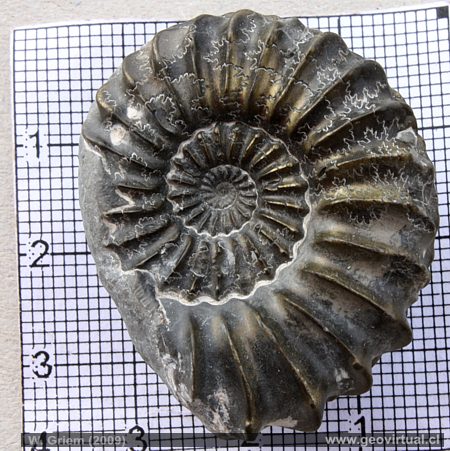 Ammonites: Amaltheus